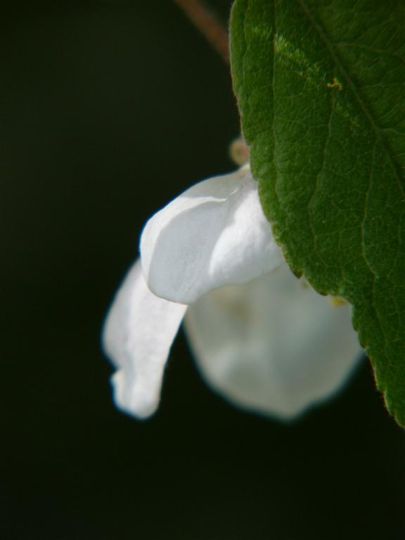 Pommier d'amour