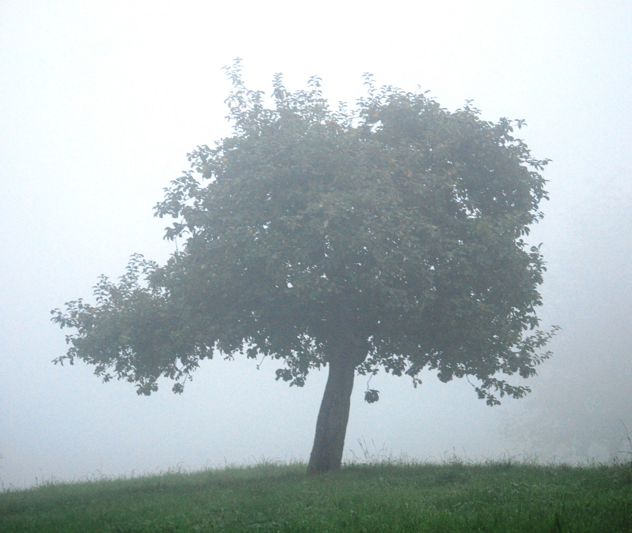 Pommier dans la brune