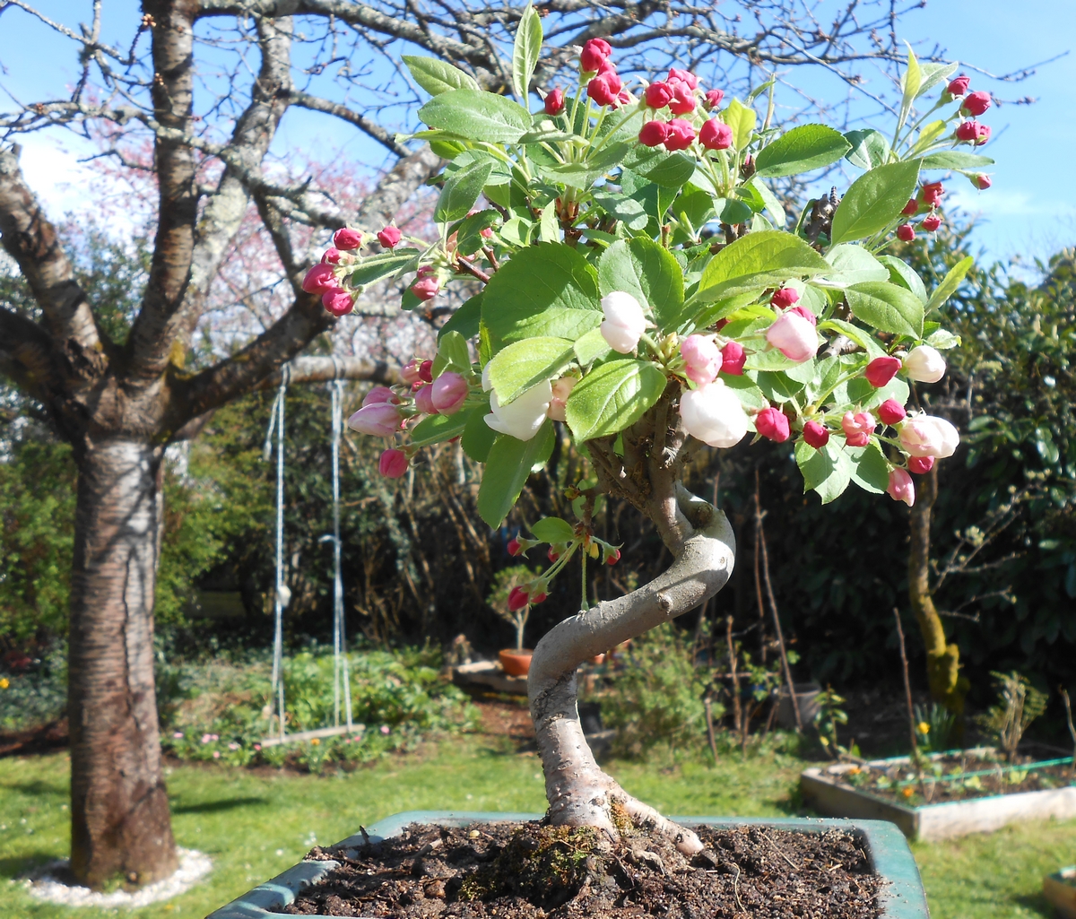 Pommier en fleur