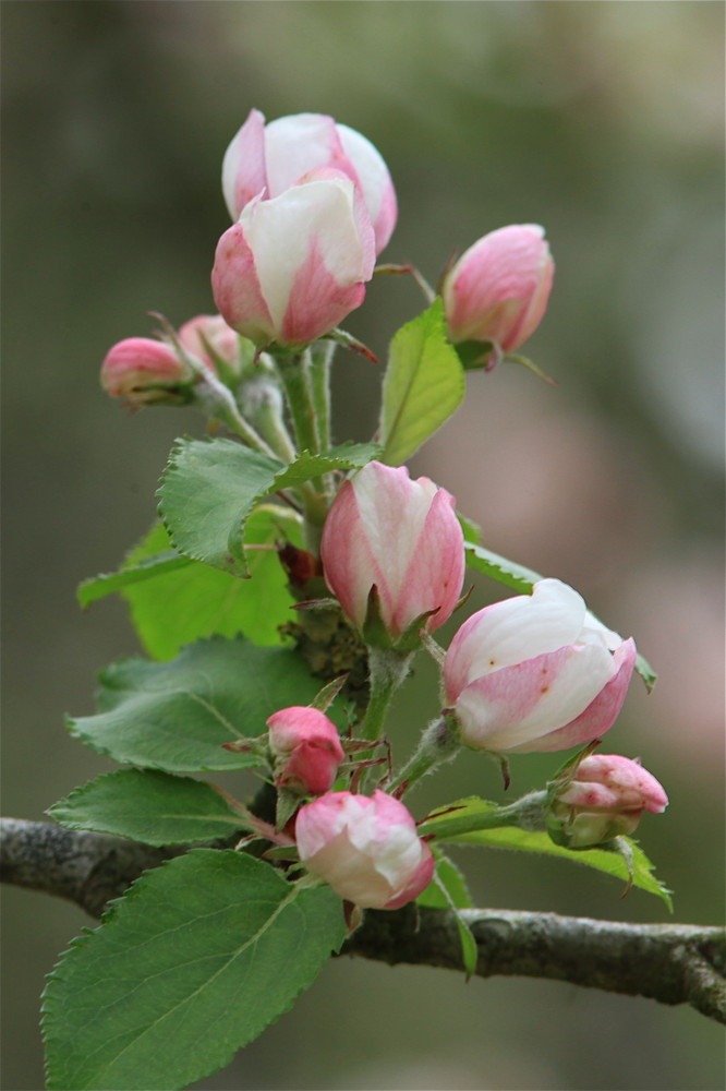 pommier en fleur