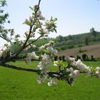 pommier en fleurs