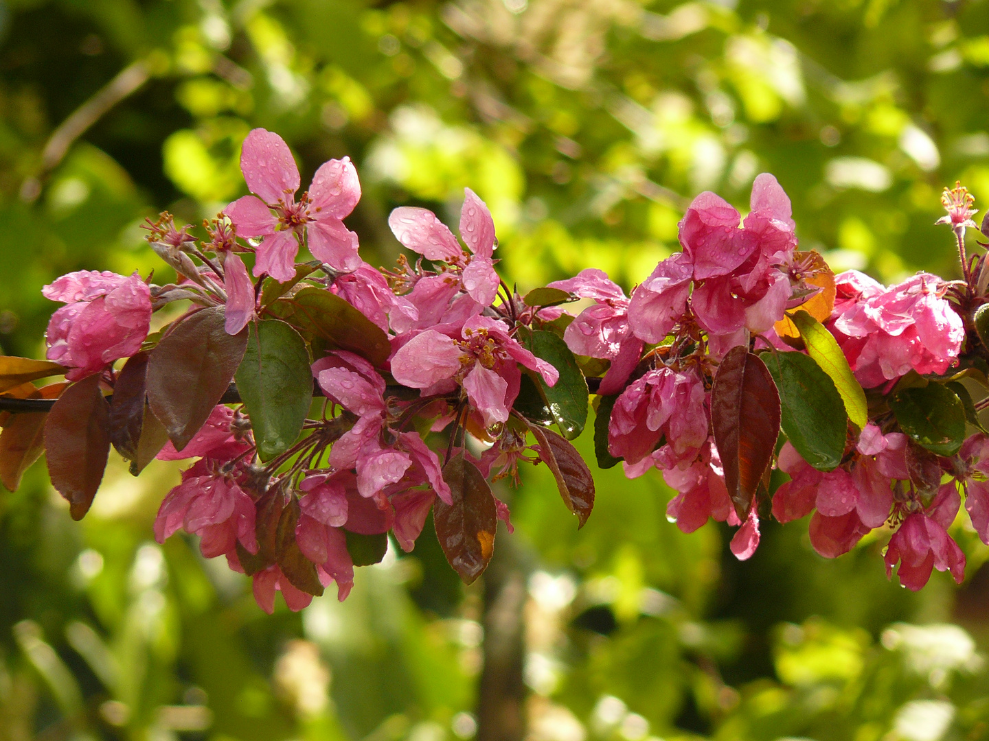 Pommier fleur