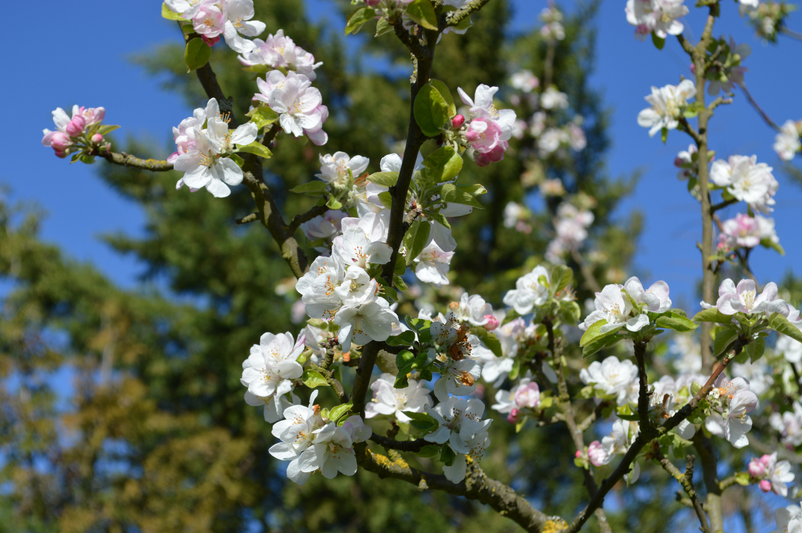 Pommier fleuri