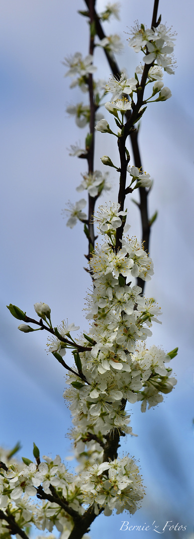 Pommiers en fleur