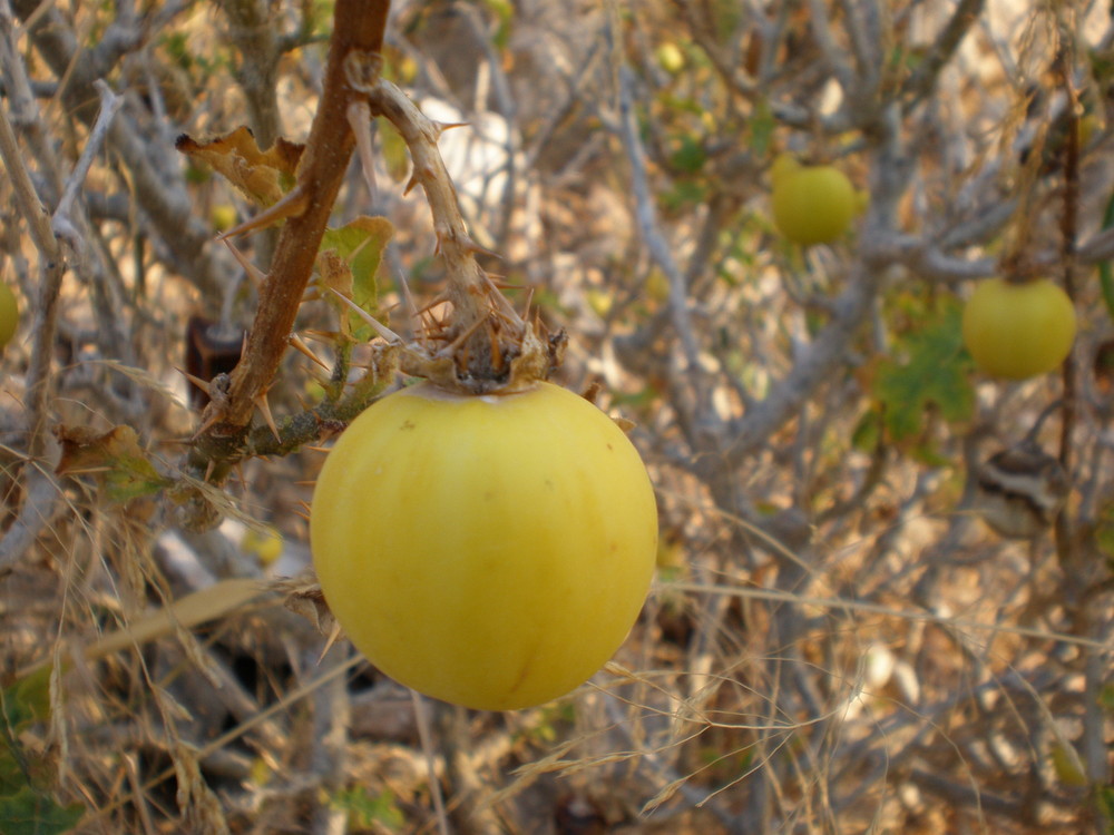 Pomo d'oro...