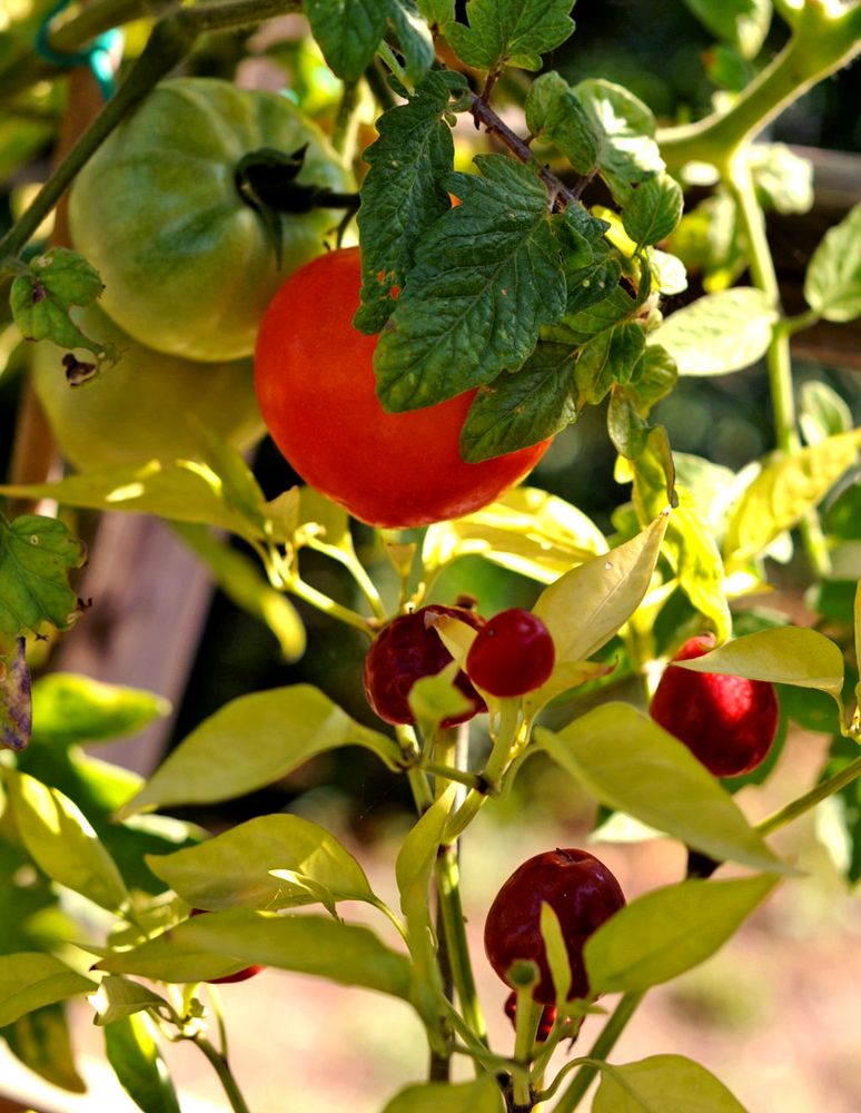 pomodori tondo liscio e piccoli peperoni piccanti