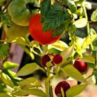 pomodori tondo liscio e piccoli peperoni piccanti