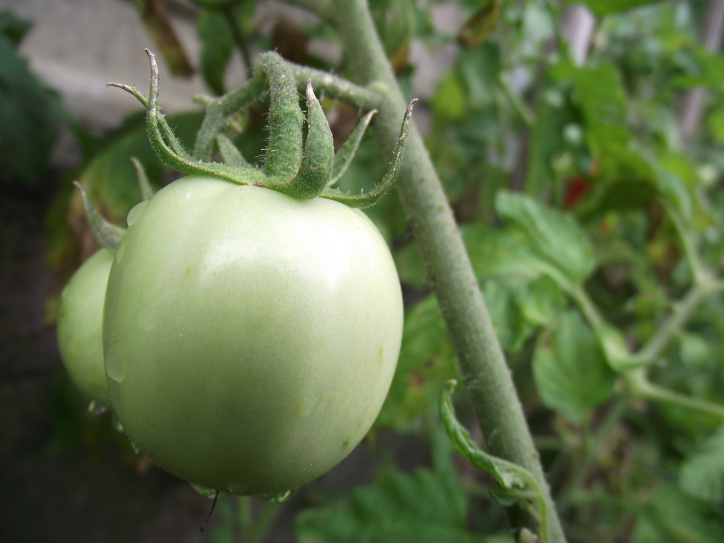 Pomodoro