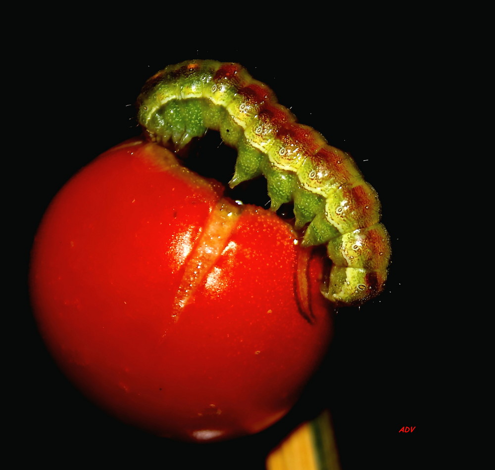 POMODORO CON OSPITE