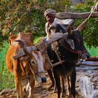 Pompage de l'eau, sur la route de Kumbhalgarh, Rajasthan.