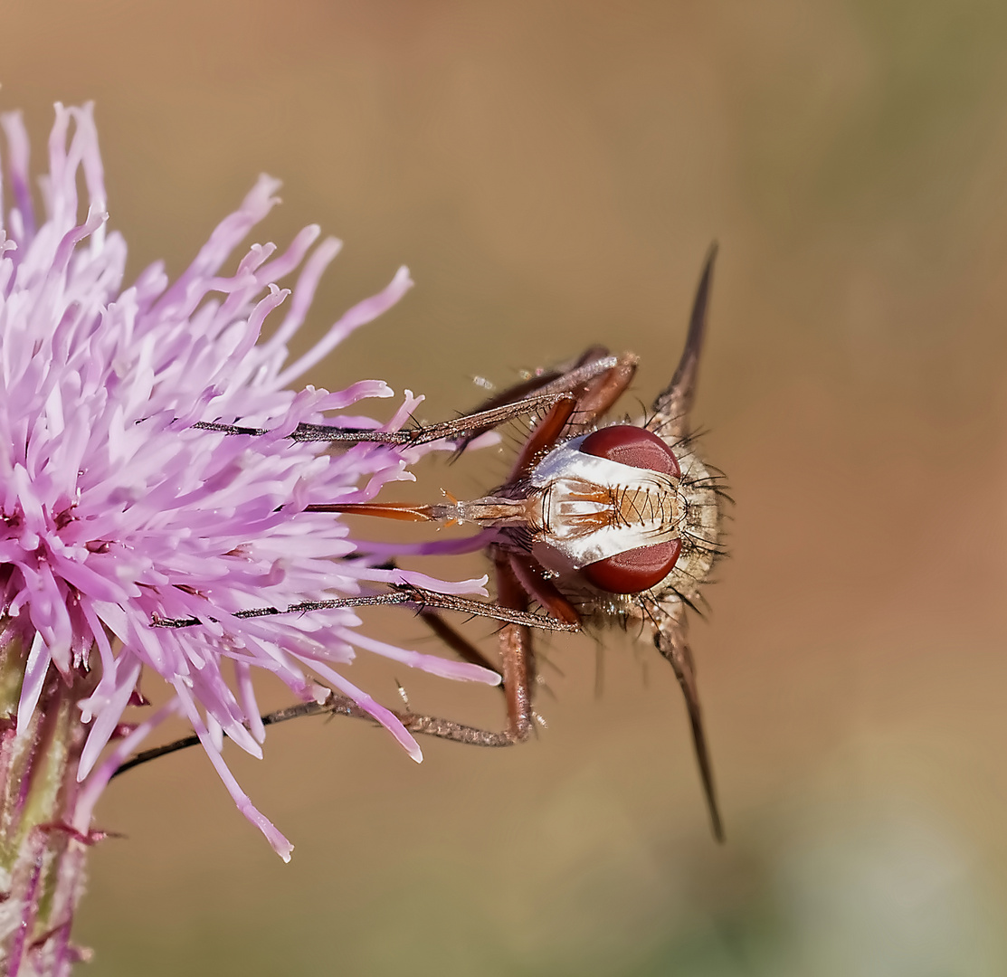 Pompe à nectar.