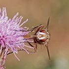 Pompe à nectar.