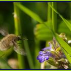 pompe a pollen