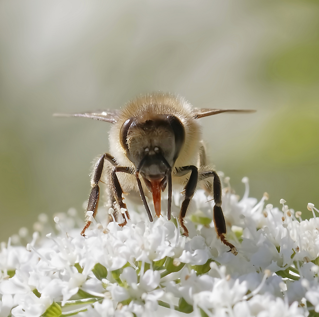 Pomper le nectar.