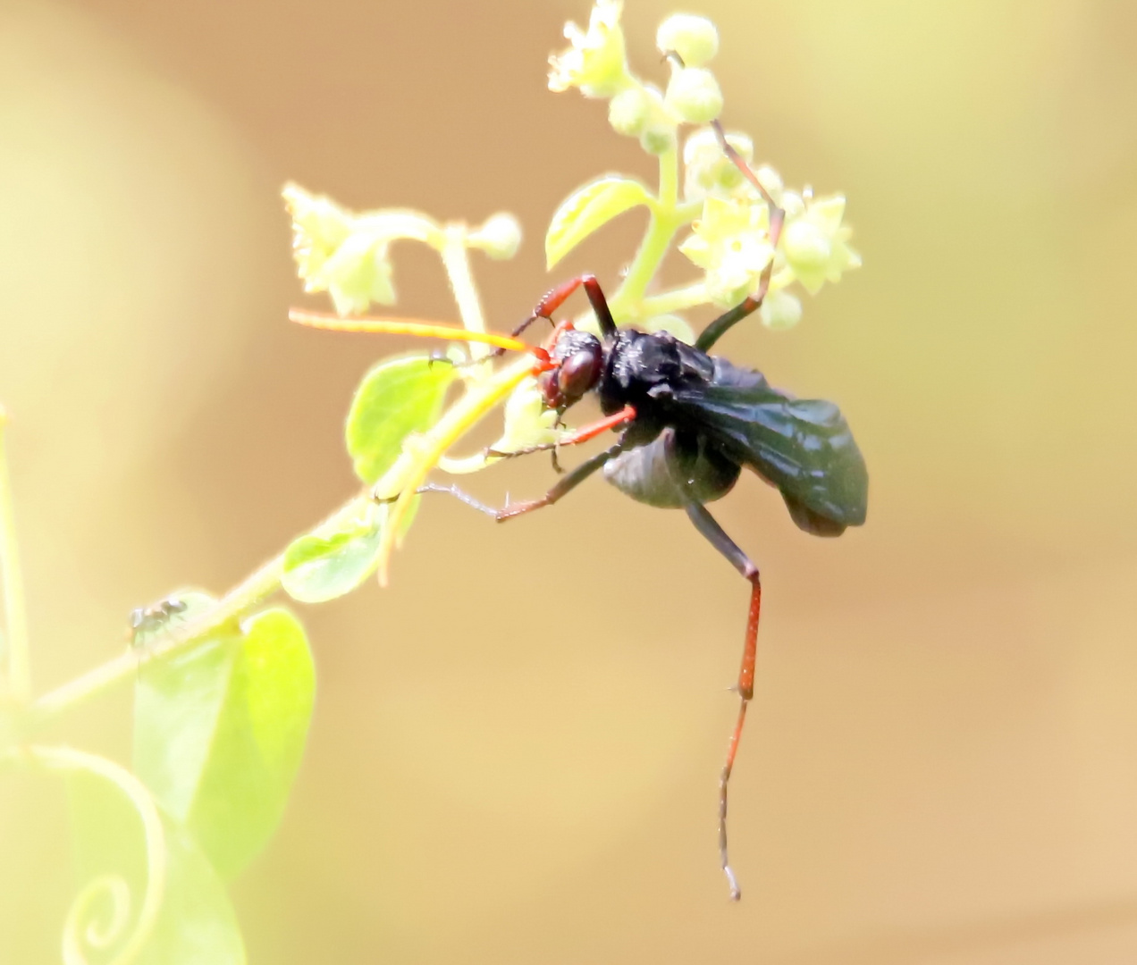 Pompilidae  ...ne Wegwespe + 1 Bild