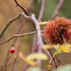 Pompom  -  Ein Puschel am Dornenzweig