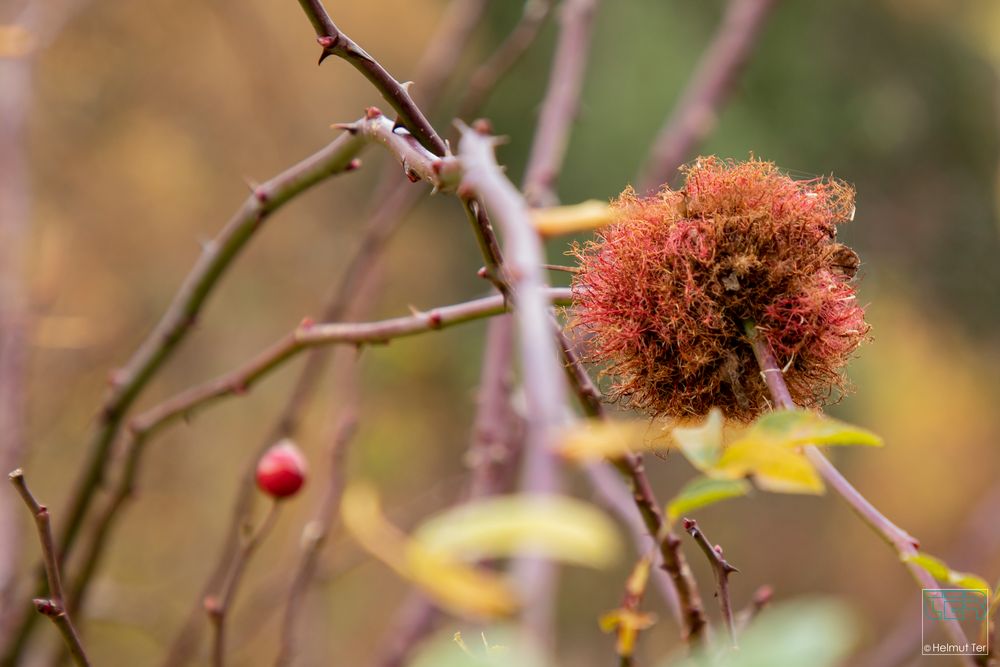 Pompom  -  Ein Puschel am Dornenzweig