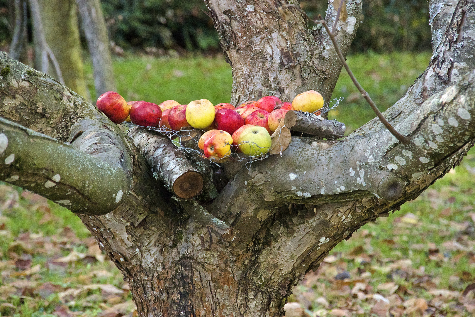 pompom tree