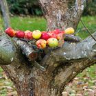 pompom tree