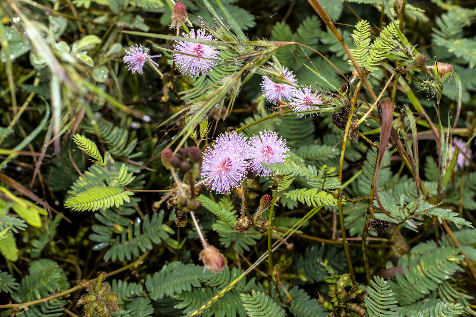 pompoms