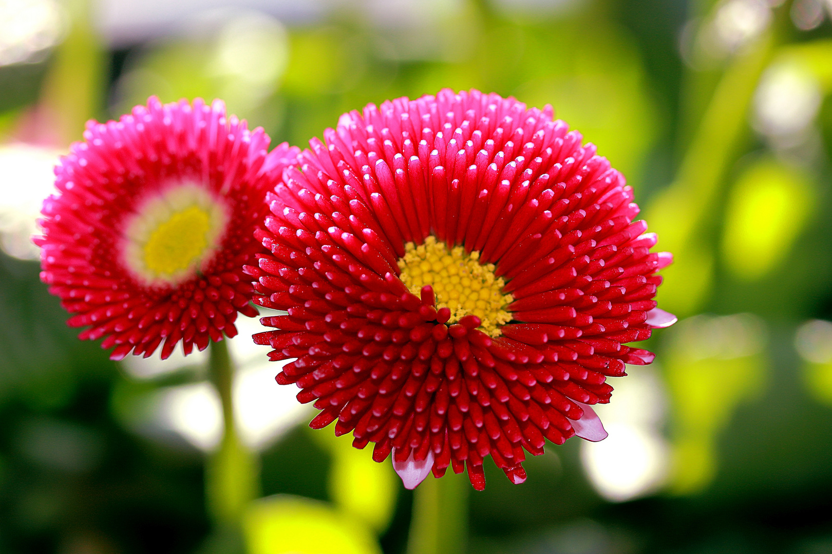 Pompon Bellis/ Gänseblümchen