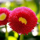 Pompon Bellis/ Gänseblümchen