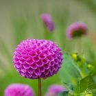 Pompon Dahlia