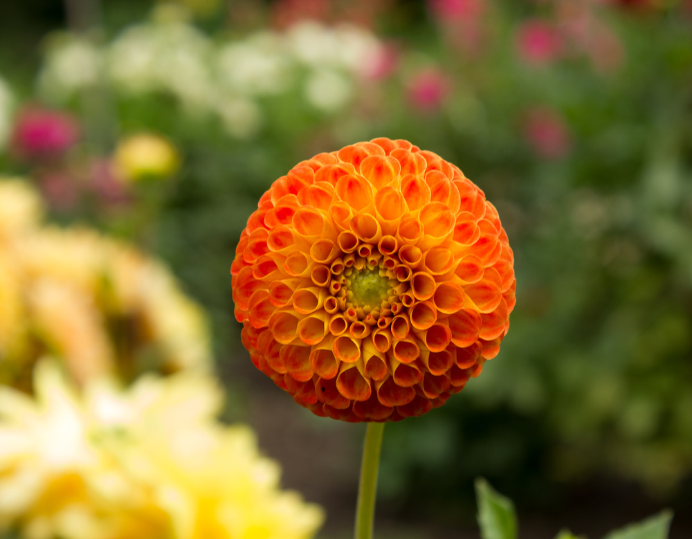 Pompon-Dahlie 'Bantling' im Botanischen Garten Berlin