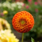 Pompon-Dahlie 'Bantling' im Botanischen Garten Berlin