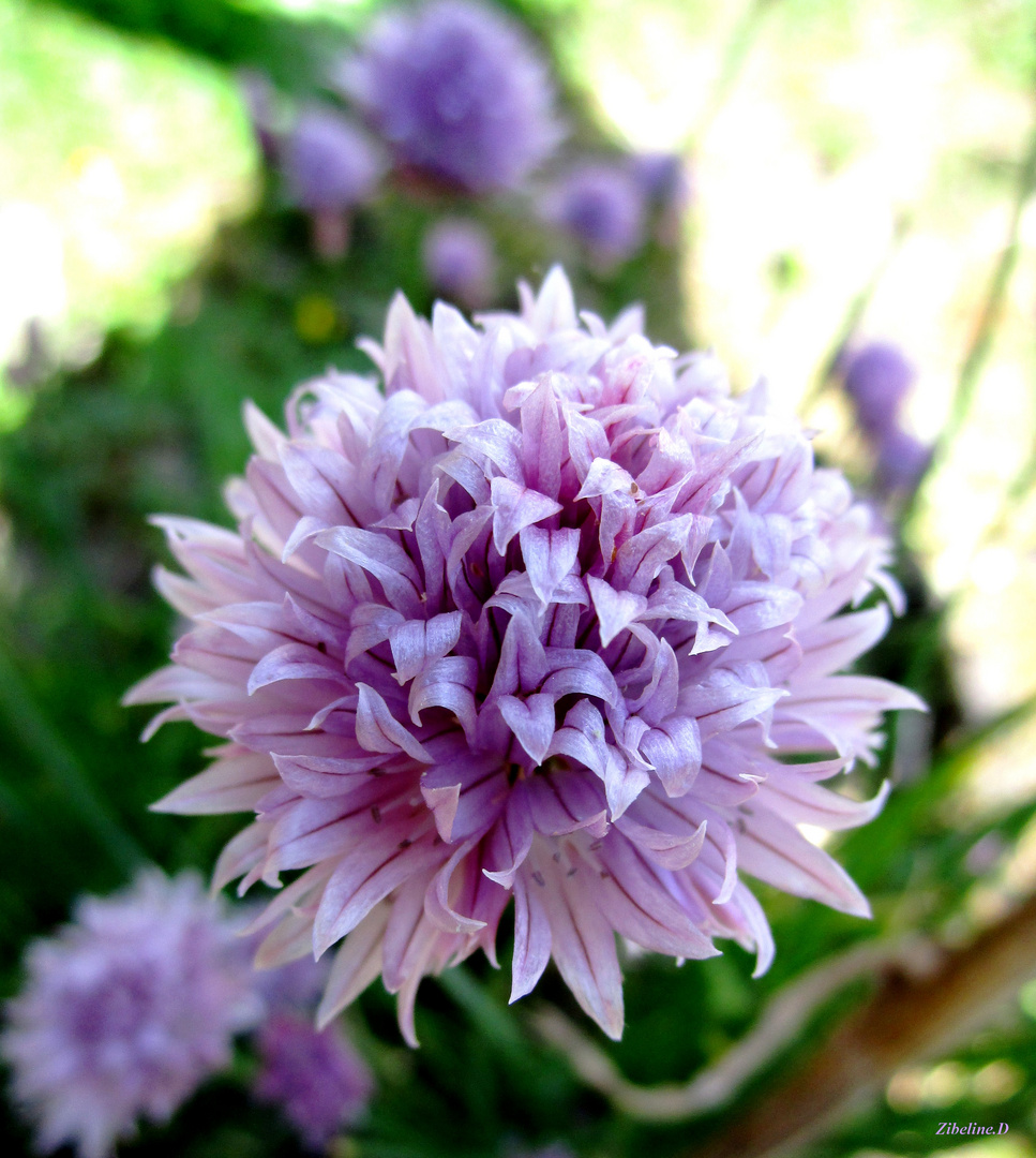 " Pompon " de ciboulette