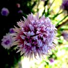 " Pompon " floral 