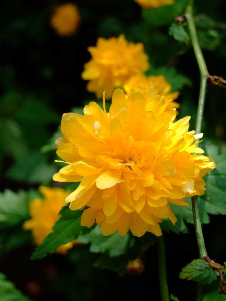 Pompons