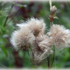 Pompons