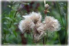 Pompons