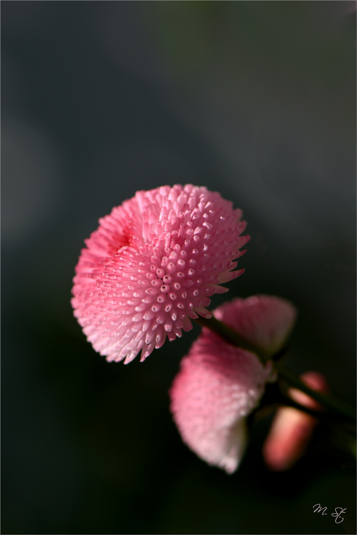 Pompons