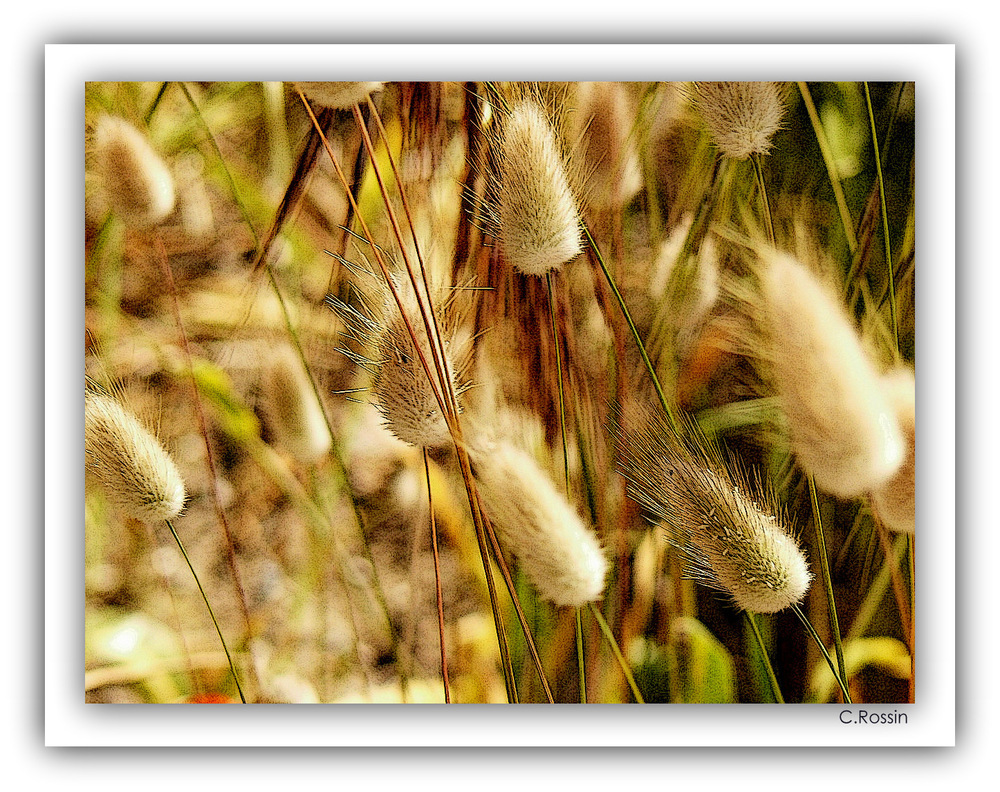 Pompons.