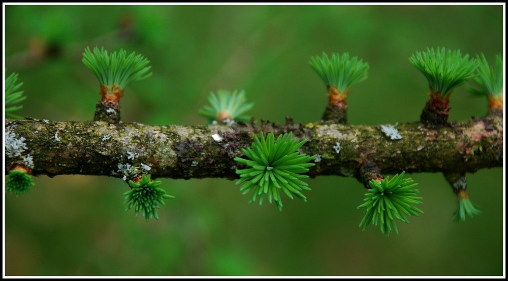 Pompons des bois