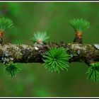 Pompons des bois