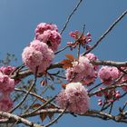 Pompons roses 