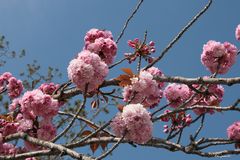 Pompons roses 