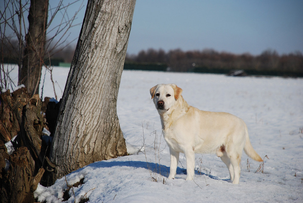 Poncho ... il mio labrador