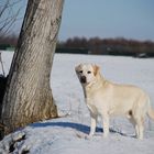 Poncho ... il mio labrador