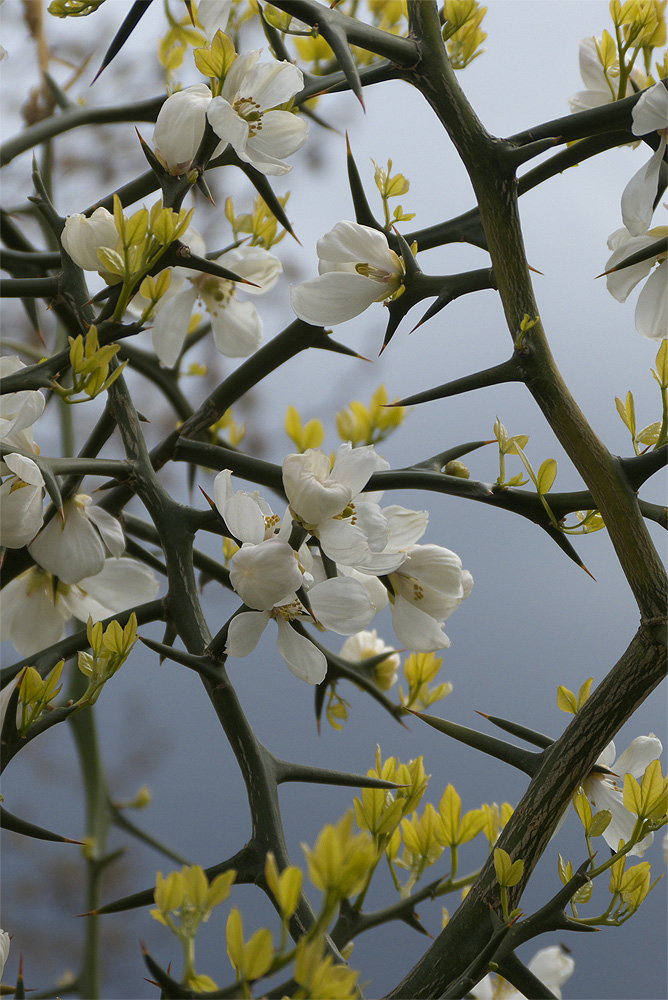 Poncirus Trifoliata