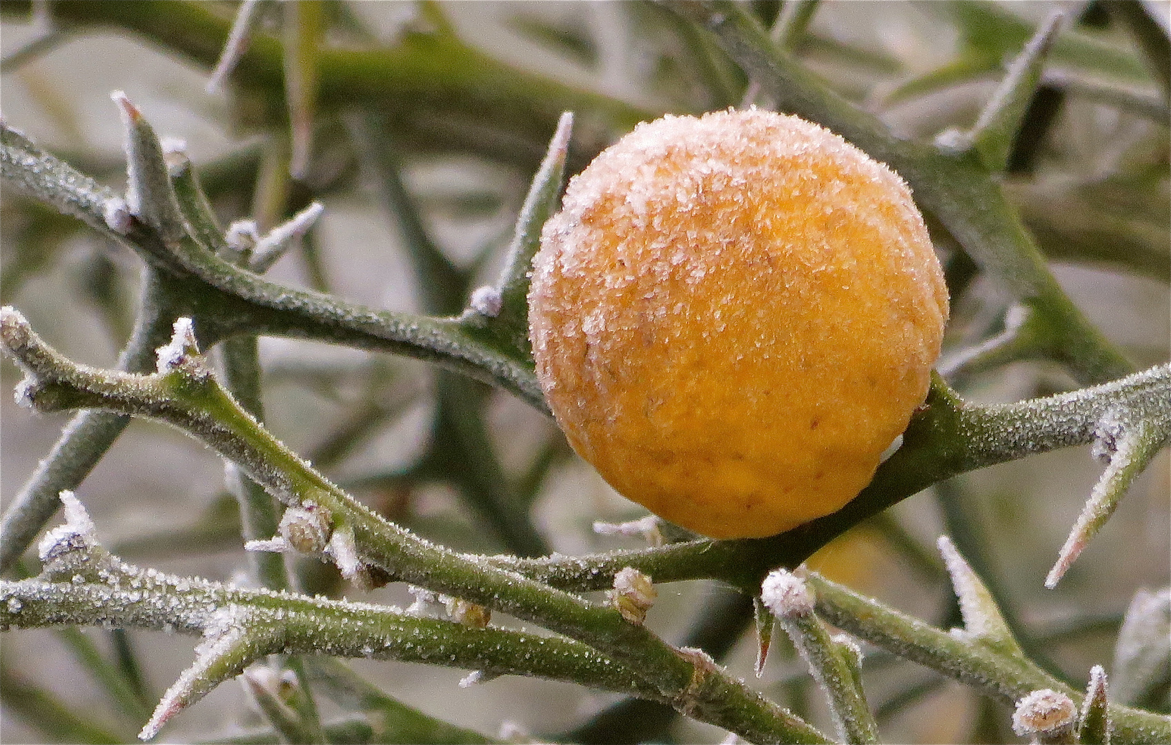 ... Poncirus trifoliata-Bitterorange !!!...