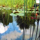 pond and heaven