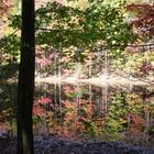 Pond at Piney Ridge