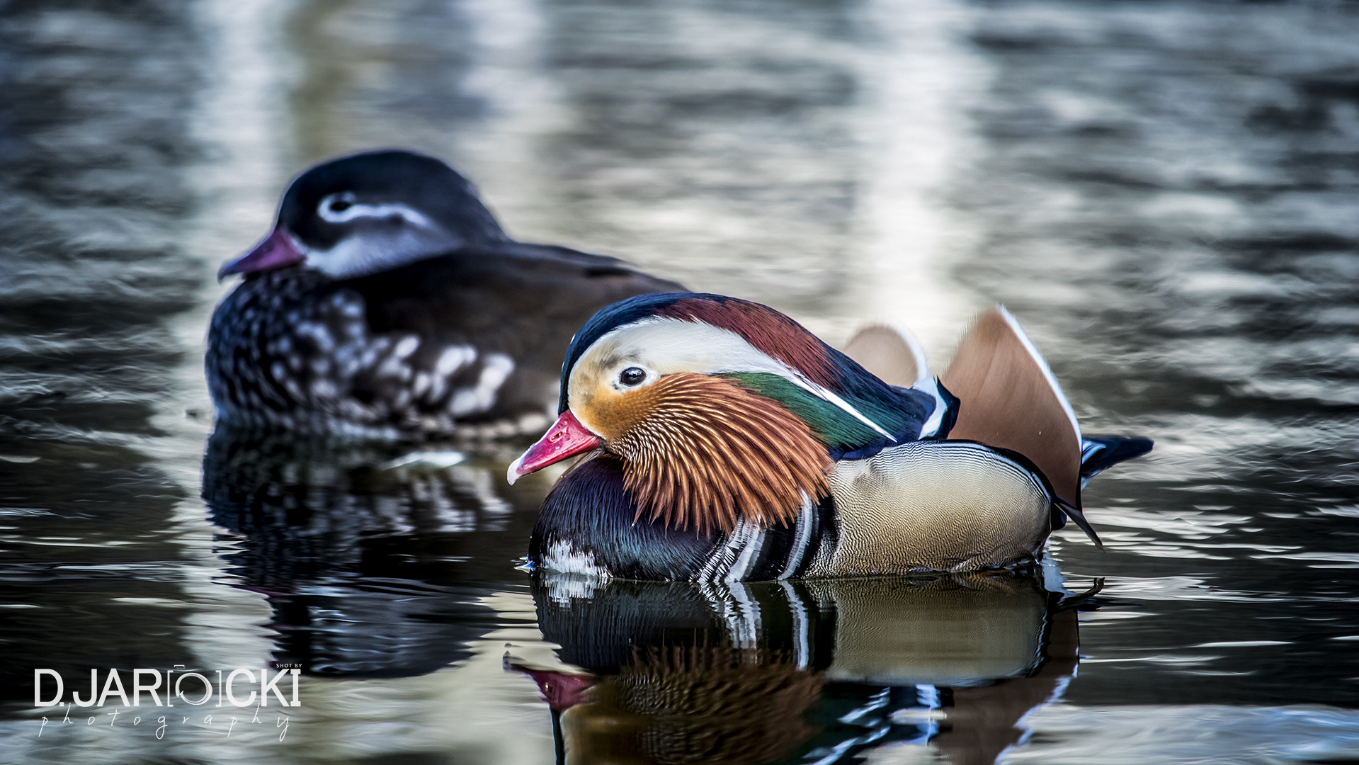 Pond ducks