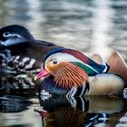 Pond ducks