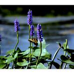 Pond Flowers *