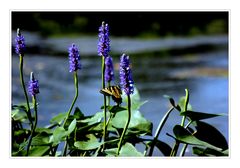 Pond Flowers *